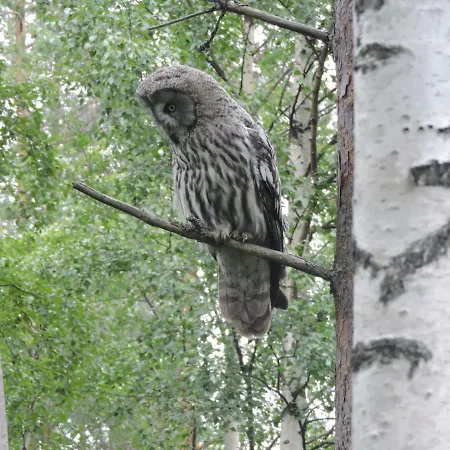 度假居 考利卡瑞雅度假屋 *